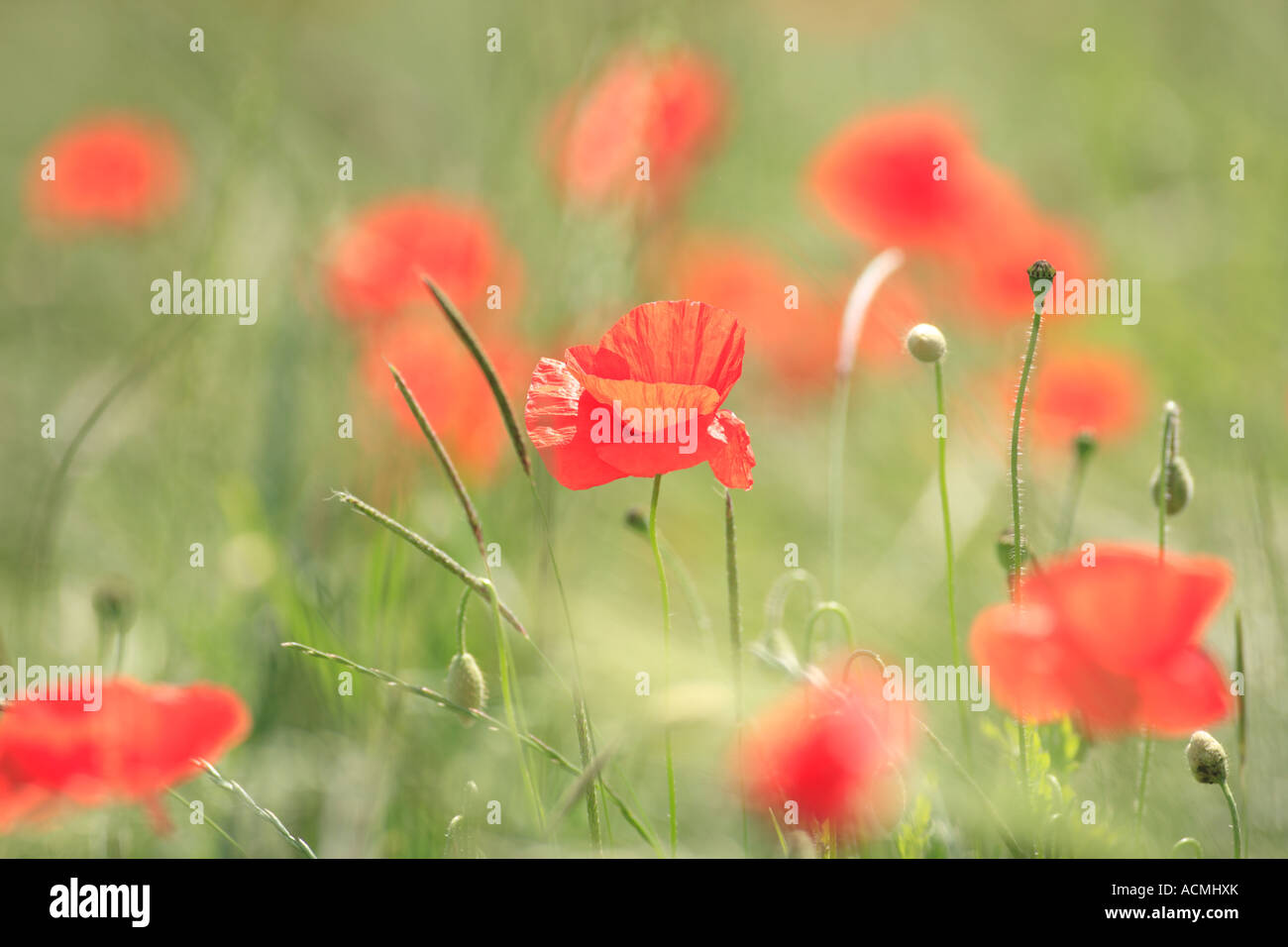 close up of field poppies papaver rhoeas blossoms on a meadow in germany, europe Stock Photo