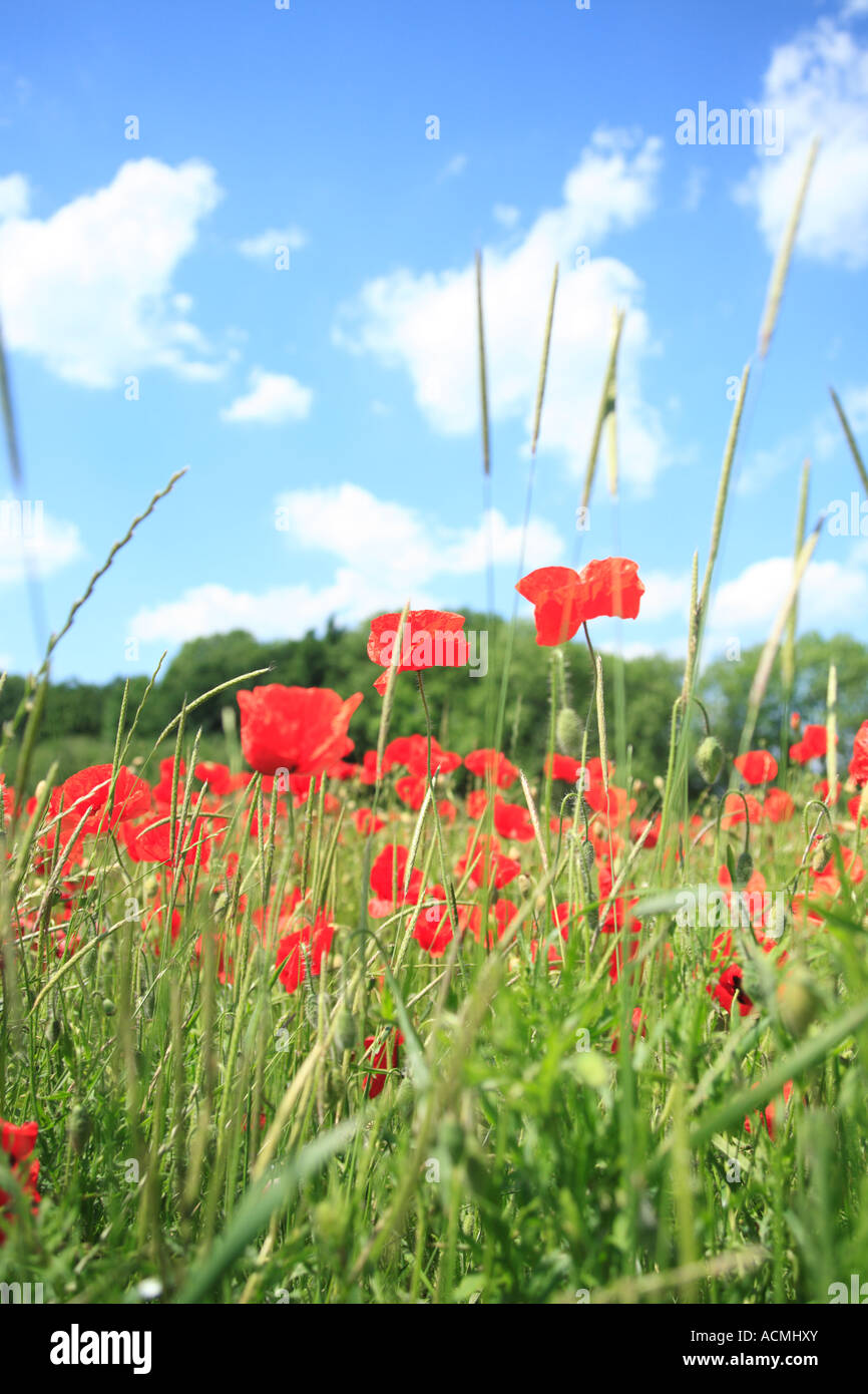 Poppies on summer meadow hi-res stock photography and images - Alamy