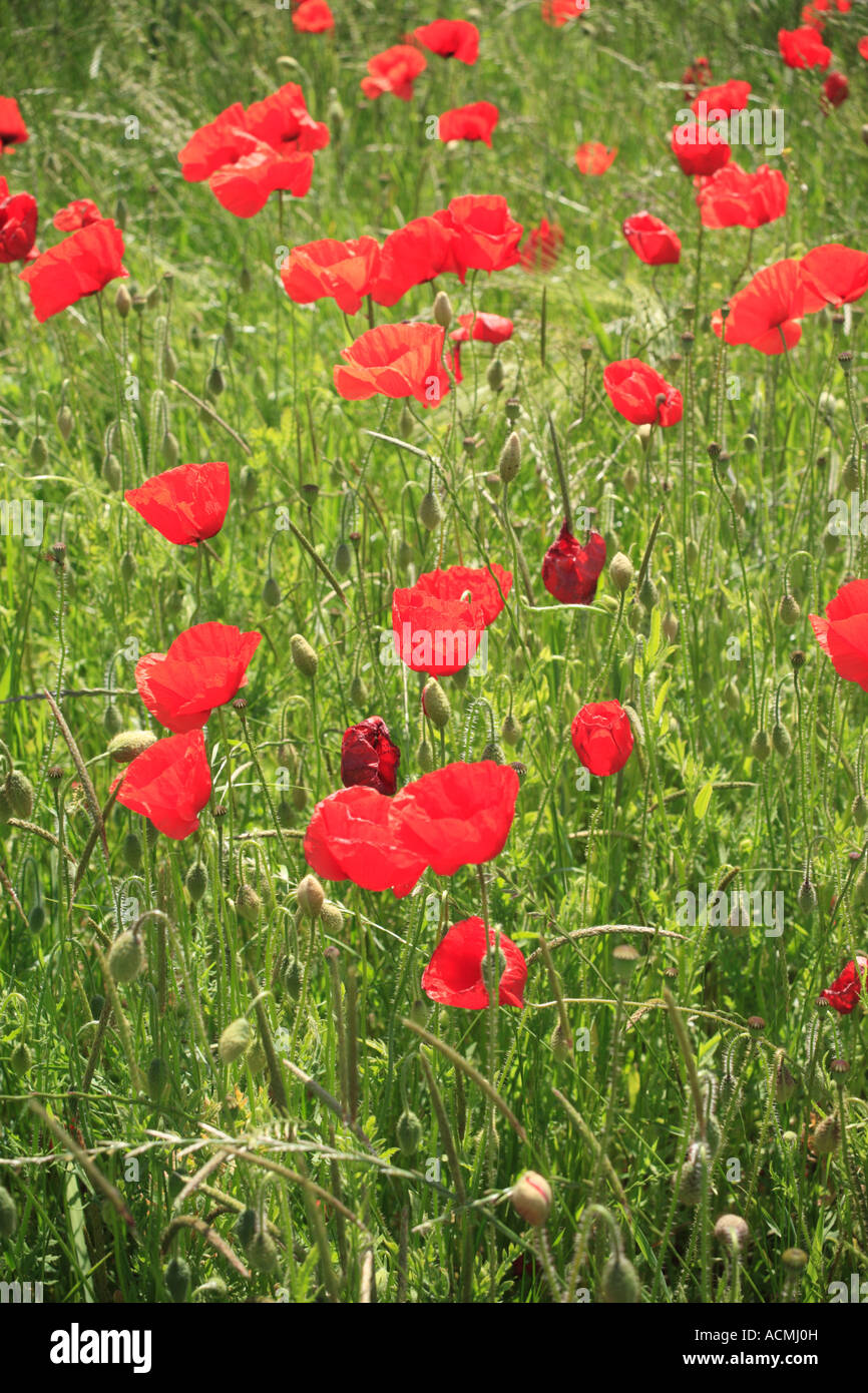 close up of field poppies papaver rhoeas blossoms on a meadow in germany, europe Stock Photo