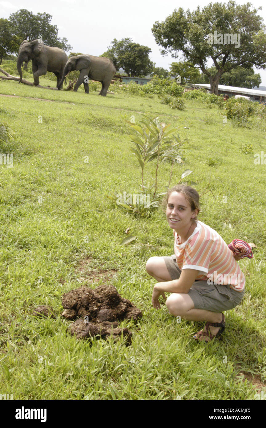 Elephant Dung Mole National Park Ghana West Africa Stock Photo Alamy