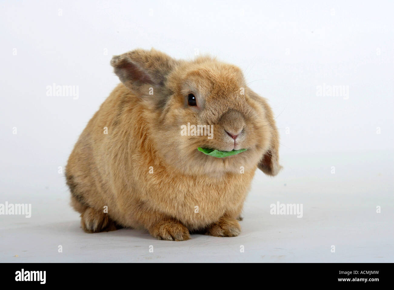 Domestic Rabbit Stock Photo