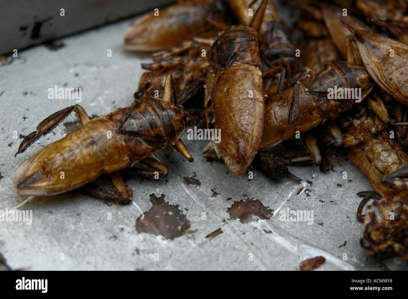 Piddling Definition Piddling High Resolution Stock Photography and Images - Alamy