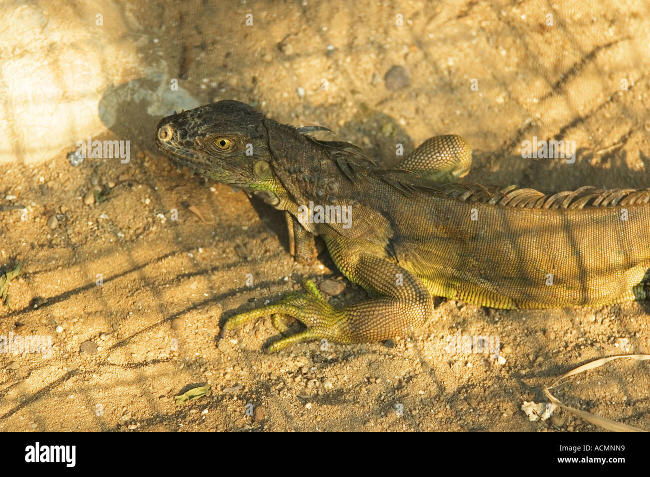 Lizard lying in the sand Stock Photo