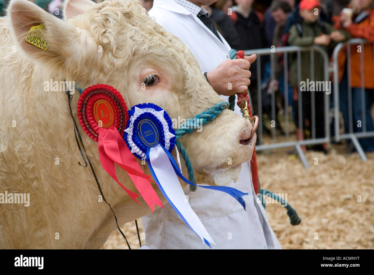 Banchory show animal, award, rosette, ribbon, competition, symbol, winner, show, head, harness