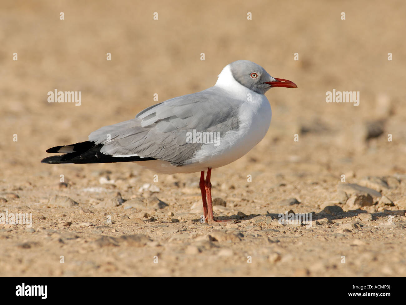 Grey headed gull larus hi-res stock photography and images - Alamy