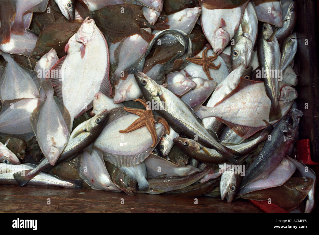 A HAUL OF FISH CAUGHT OFF THE KENT COAST UK Stock Photo Alamy