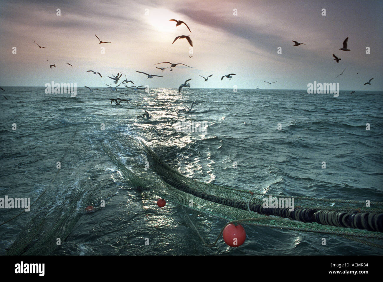Birds following fishing boat hires stock photography and images Alamy