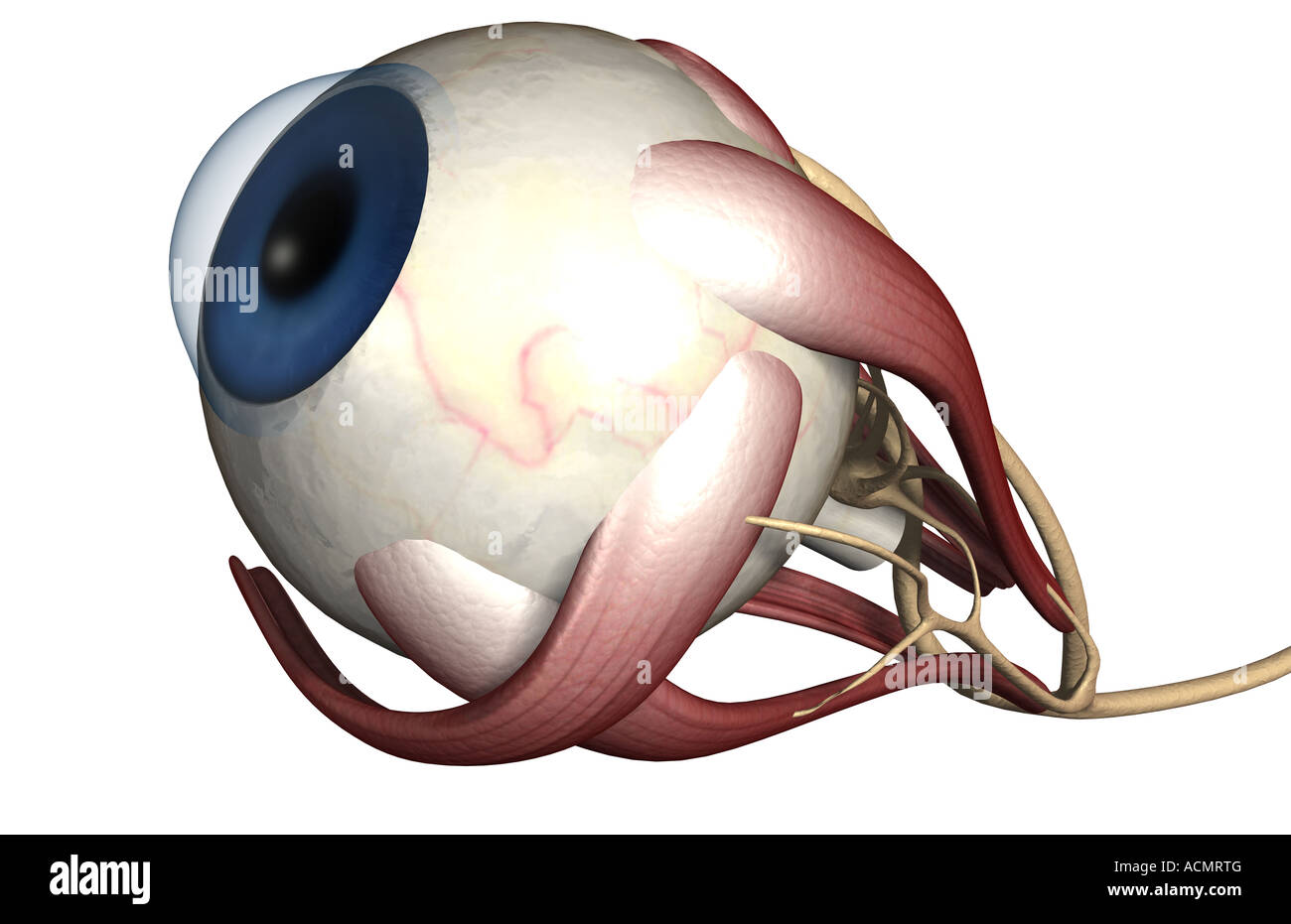 The muscles of the eye Stock Photo