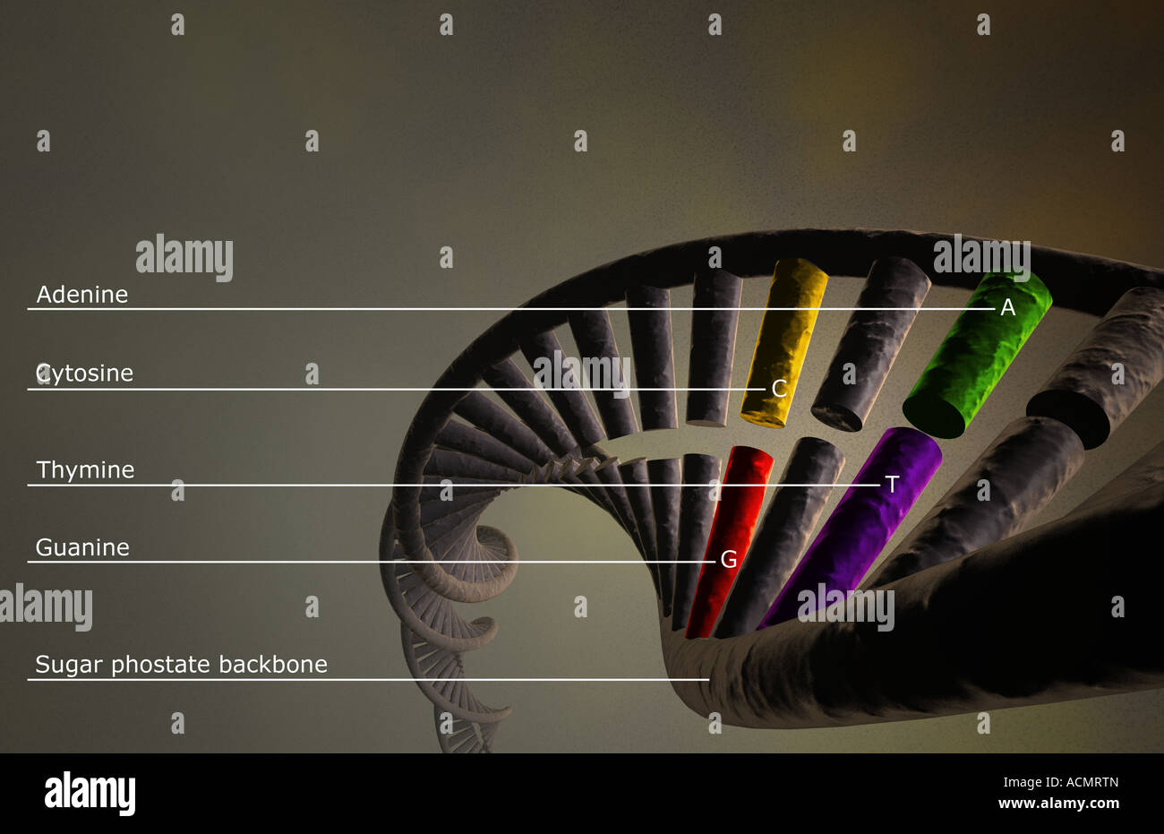 Dna double helix labeled hi-res stock photography and images - Alamy
