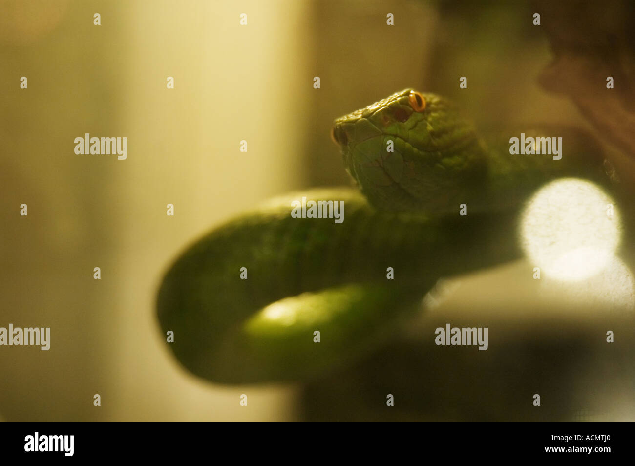 Close up of a green snake Stock Photo