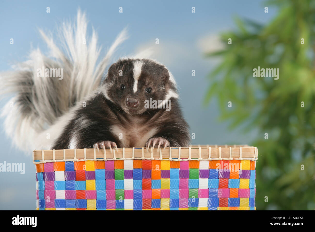 Skunk bag hi-res stock photography and images - Alamy