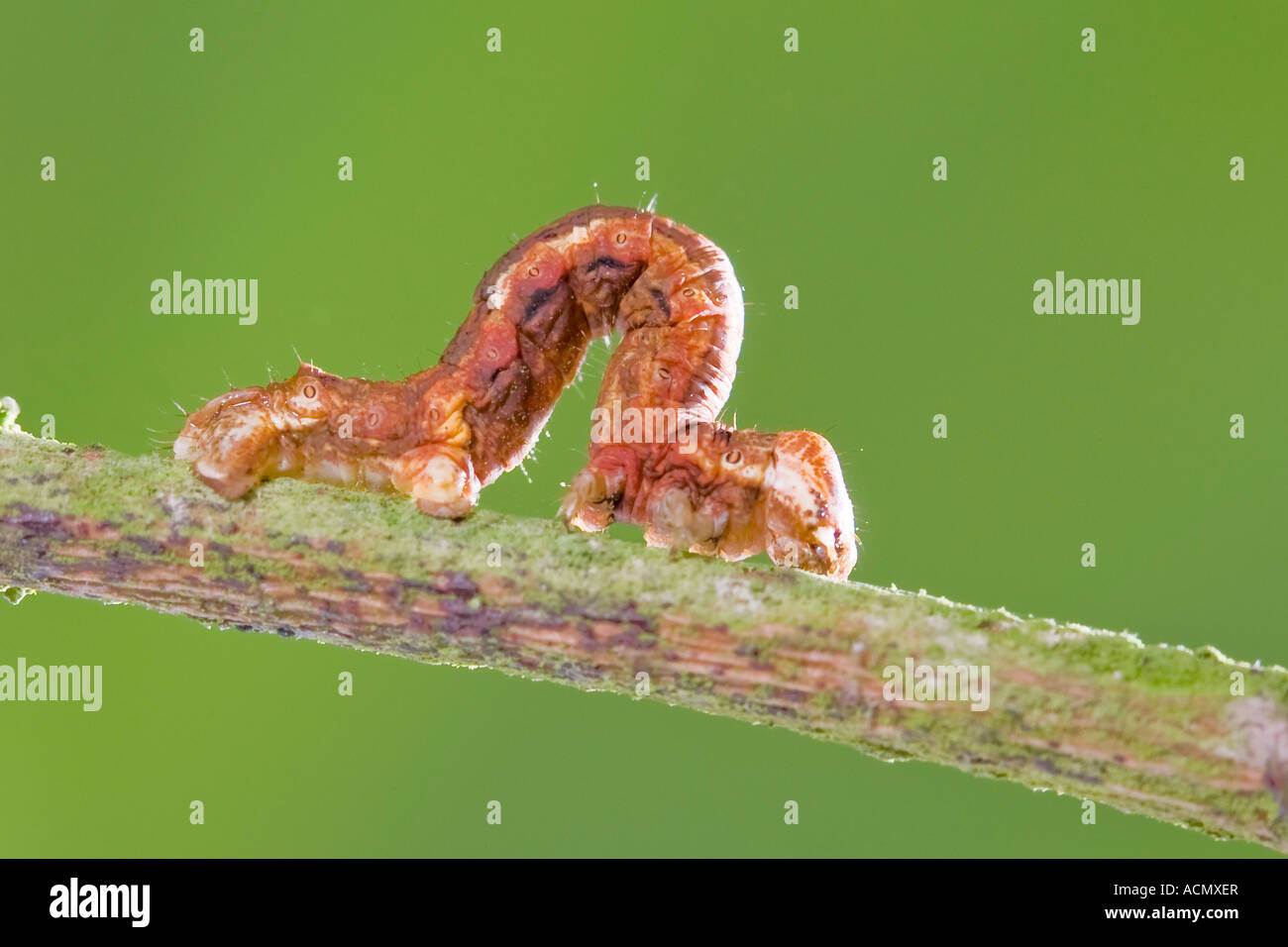 Looper Moth Caterpillar UK Norfolk Stock Photo Alamy