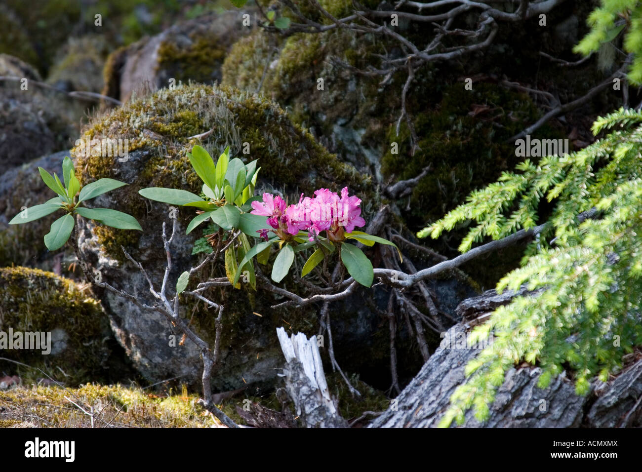 Wild Rhododendron Rhododendron macrophyllum in the Oregon Cascades