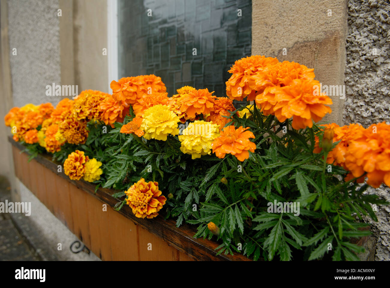 French marigolds in window box. Stock Photo
