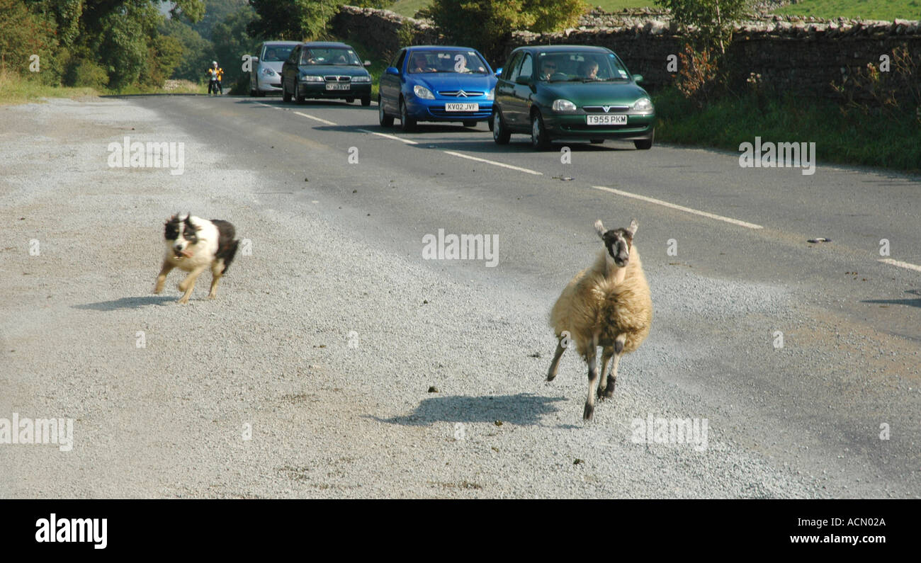 Sheep dog rounds up sheep on road Yorkshire England Stock Photo
