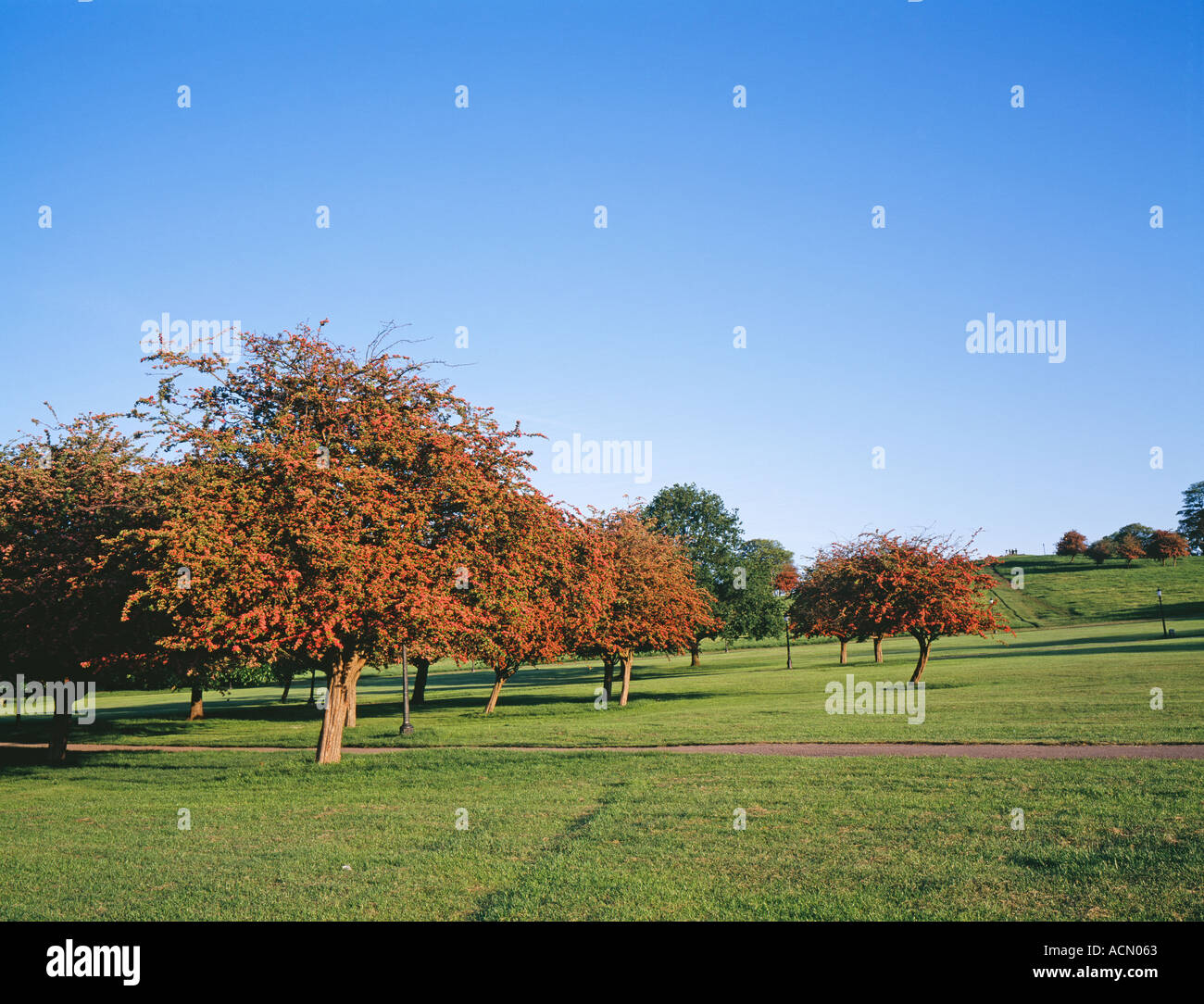 Red Autumn Trees, Primrose hill, Camden, London, England, UK, GB. Stock Photo