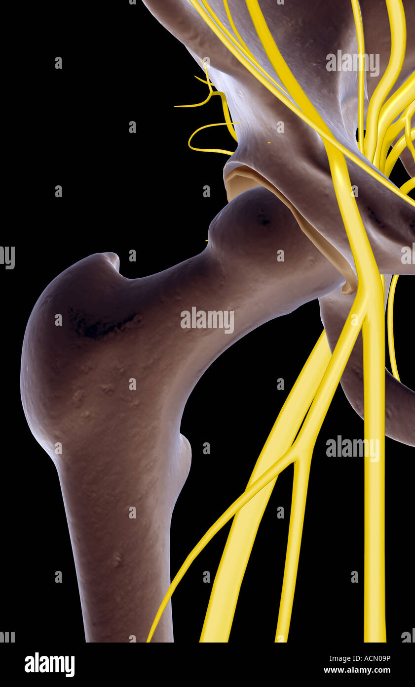 The nerves of the hip Stock Photo Alamy