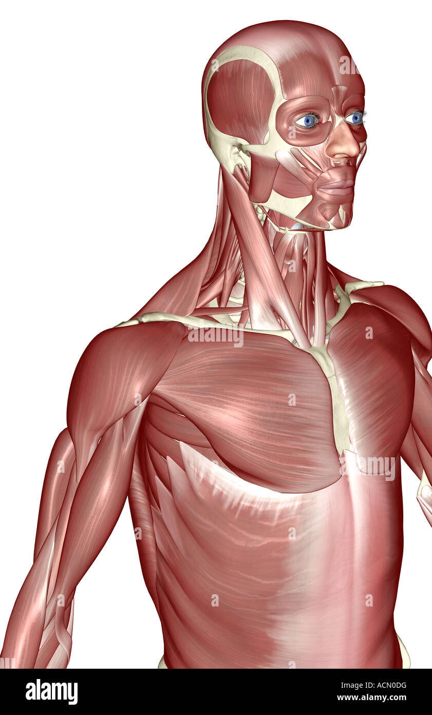 The muscles of the upper body Stock Photo Alamy
