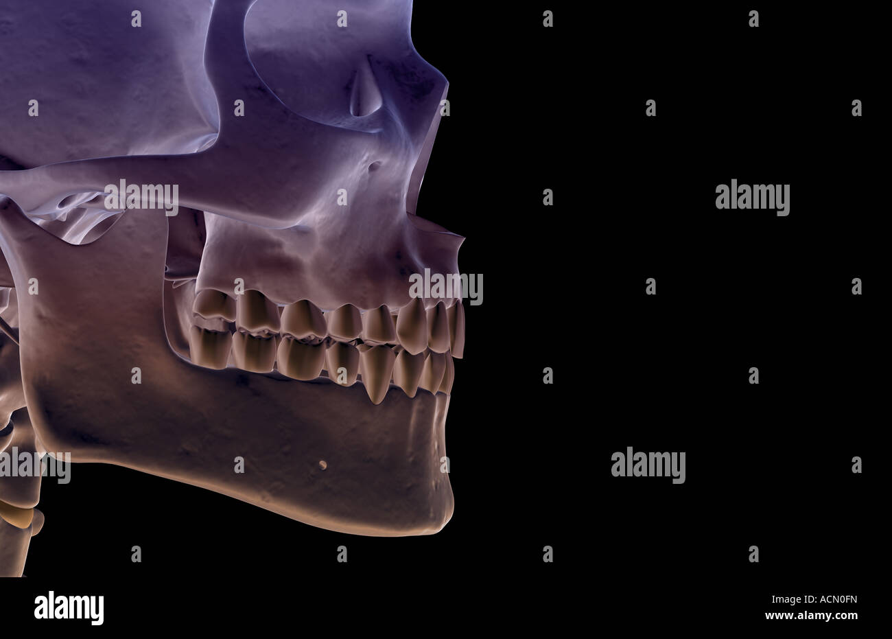 The bones of the jaw Stock Photo - Alamy