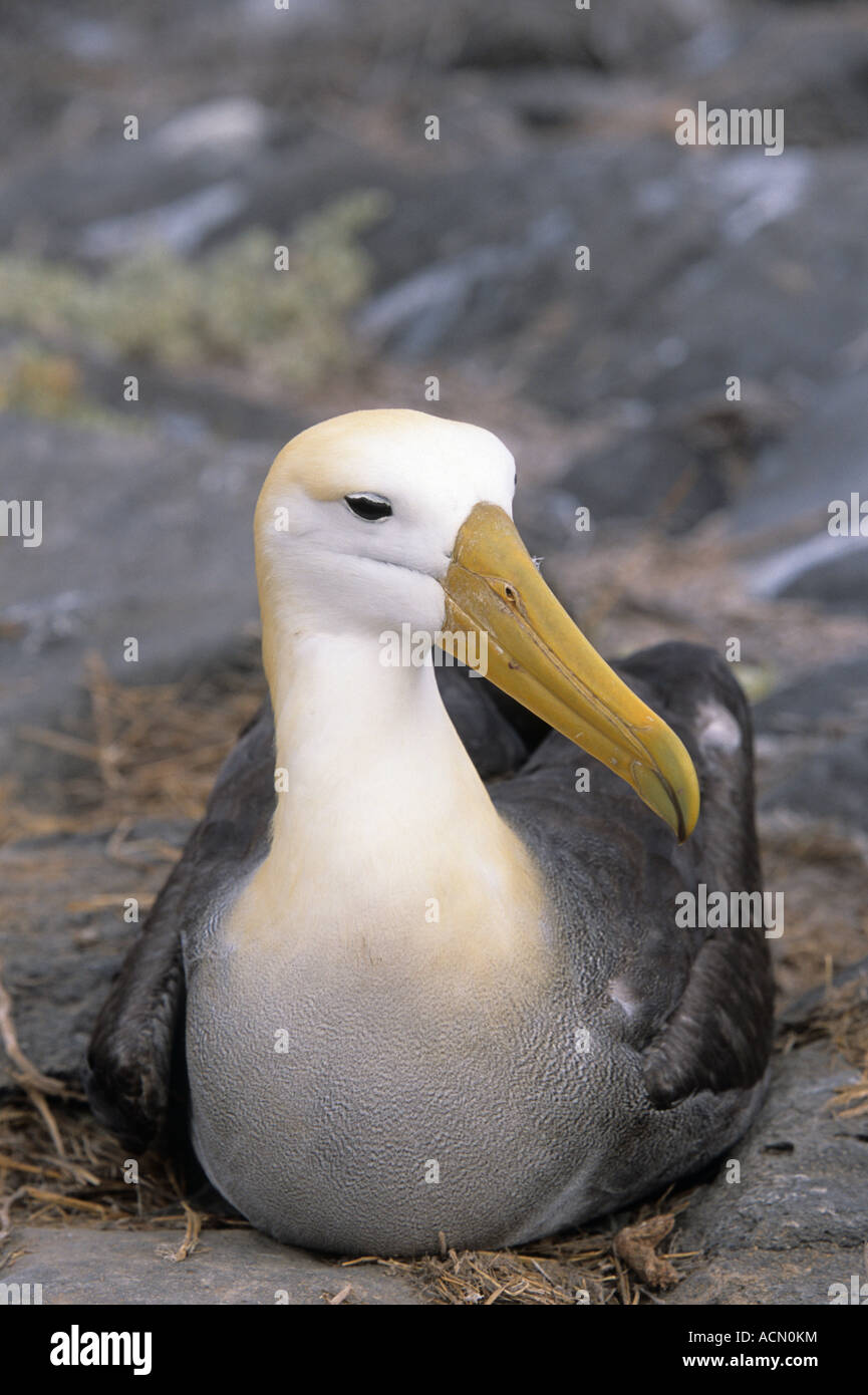 waved albatross isla española galapagos islands ecuador south america Stock Photo