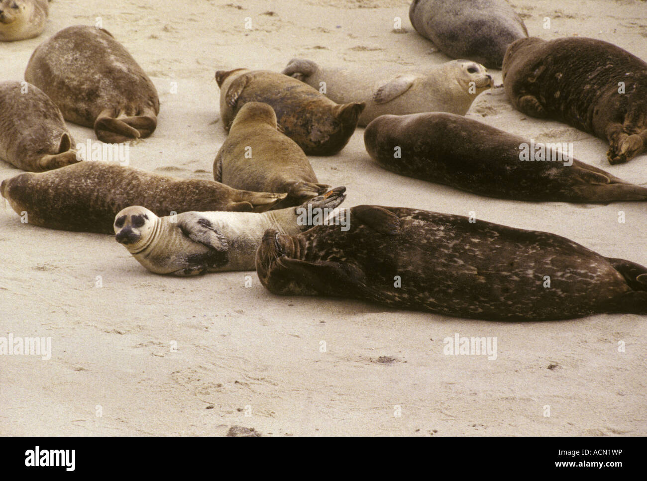 La Jolla beach seal sea lions Stock Photo Alamy
