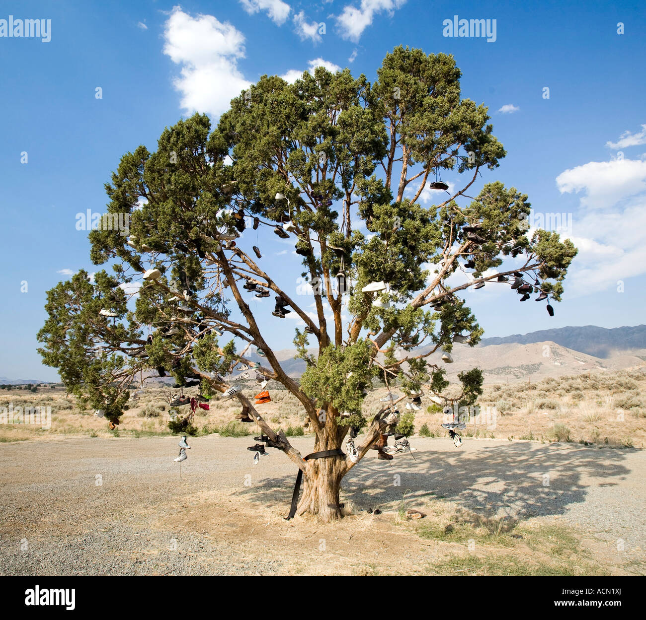 The Shoe Tree north of Reno Nevada A tree adorned with dozens of pair Stock Photo 13193801 Alamy