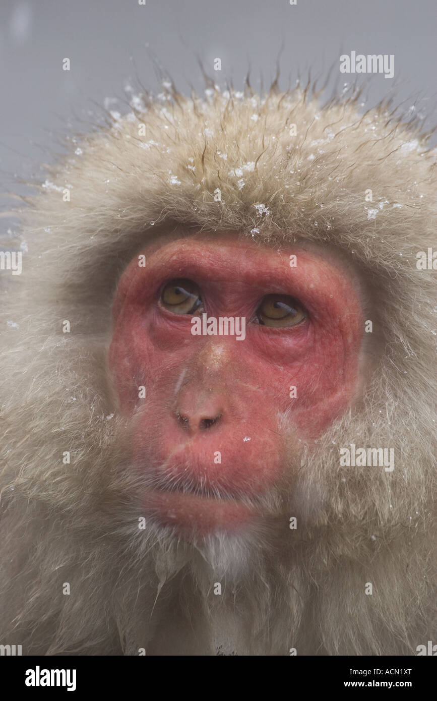 Snow Monkey Portrait Stock Photo Alamy