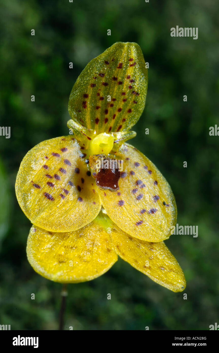 Wild Orchid (Bulbophyllum sp.), Analamazaotra / Perinet Reserve, Madagascar Stock Photo