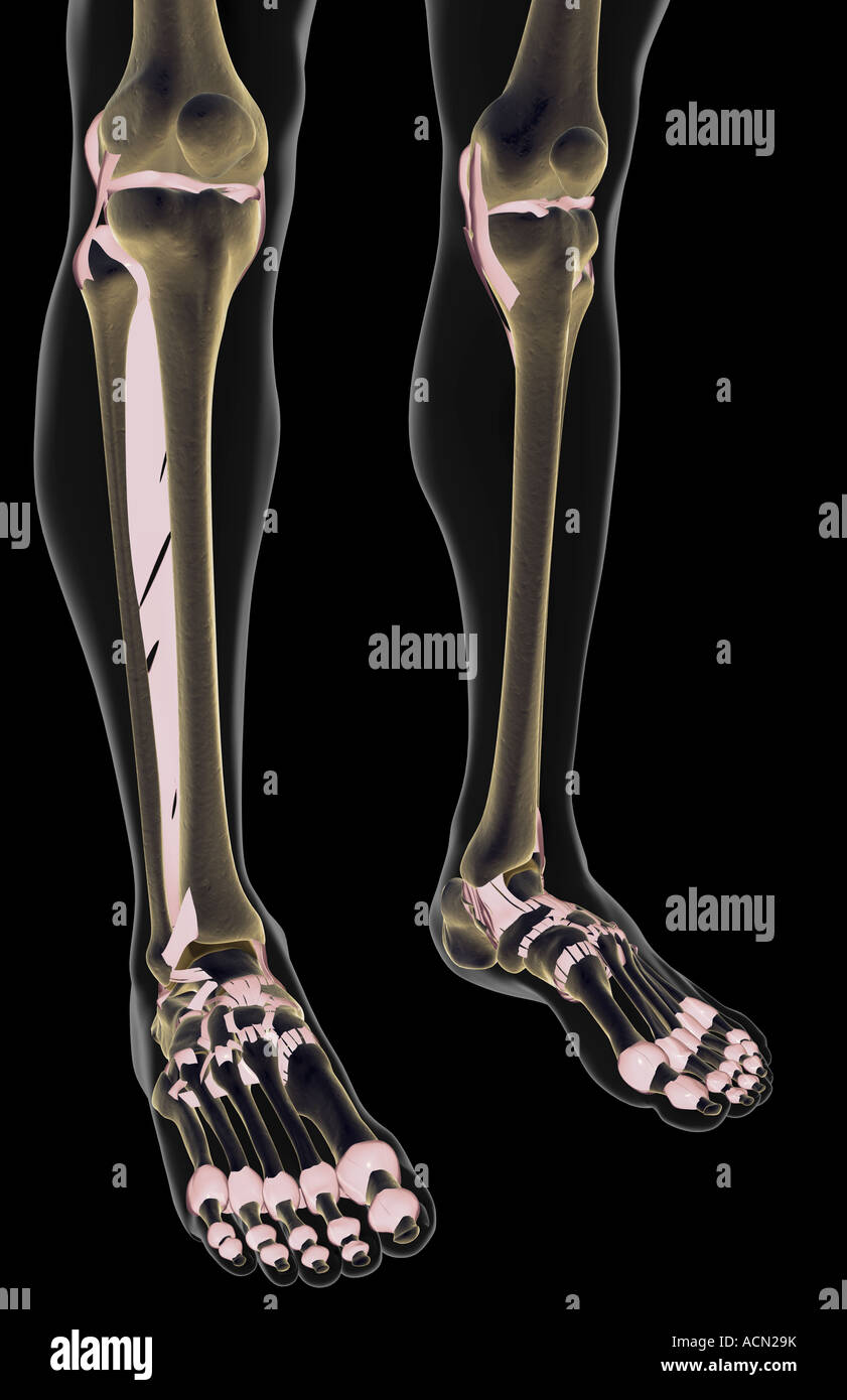 The ligaments of the leg Stock Photo - Alamy