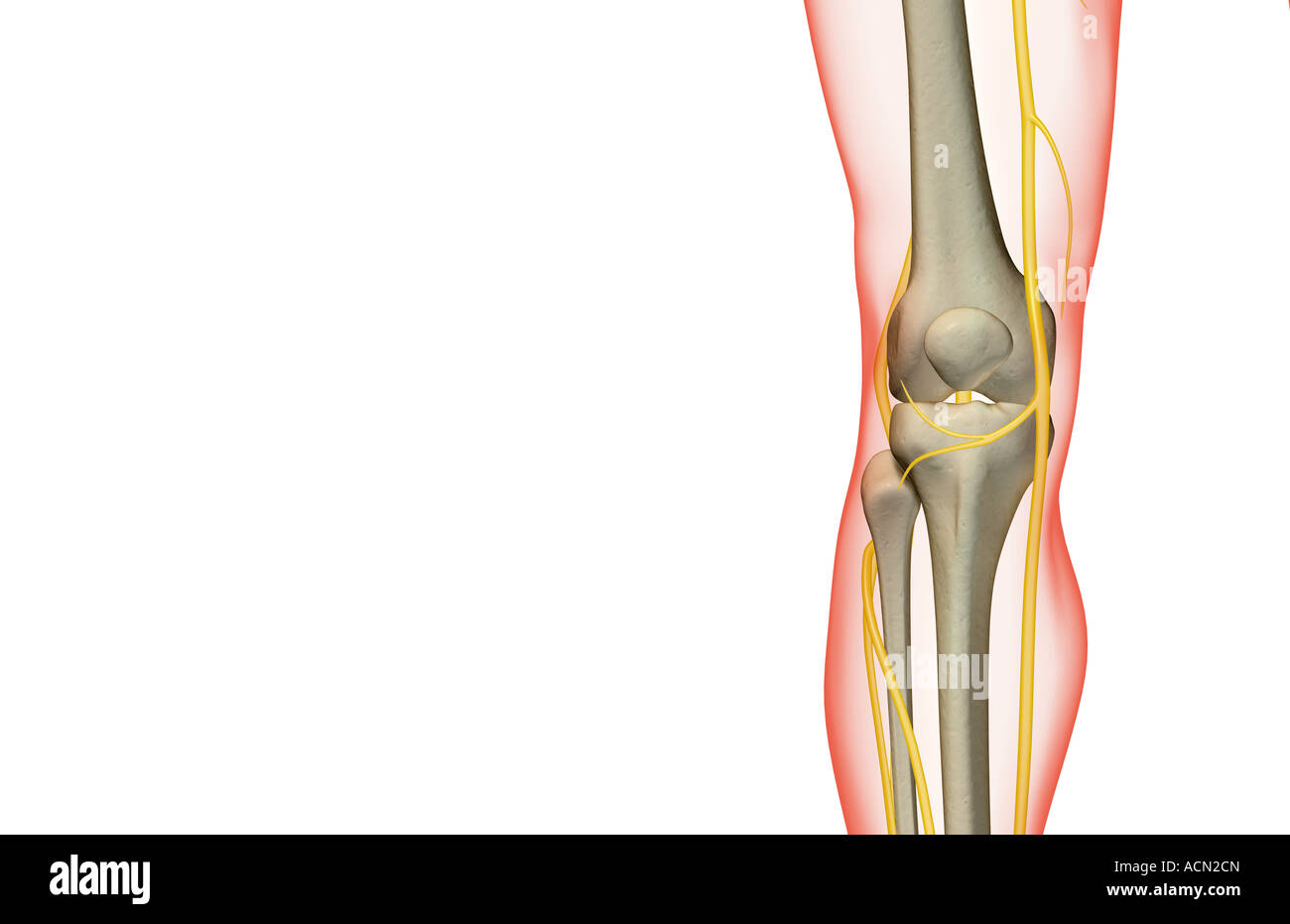 Nerves Knee Stock Photos & Nerves Knee Stock Images Alamy