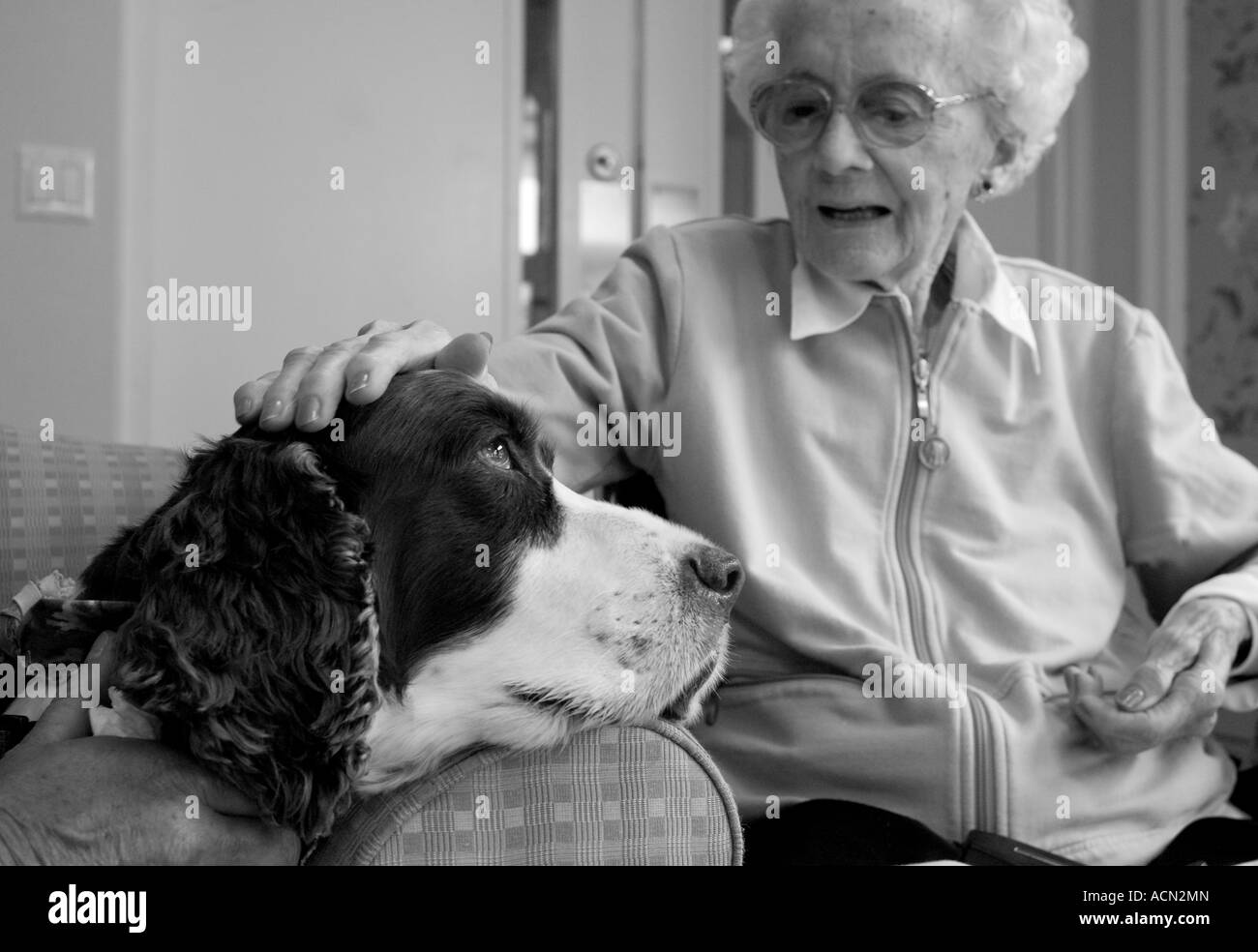 A service dog gets petted by an elderly woman in a senior center in Connecticut USA Stock Photo