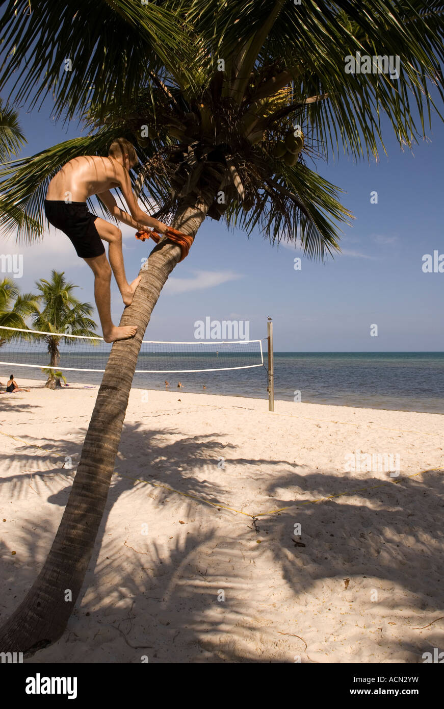 Teen Boy (16-19) Climbs Tree at Key West FL, Florida Keys Stock Photo
