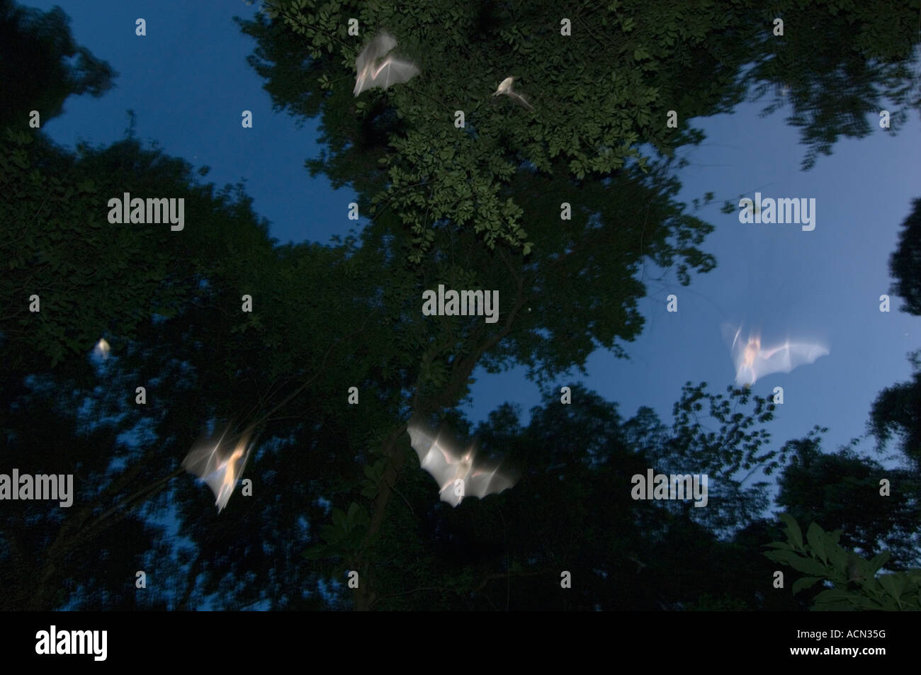 Bats leaving daytime roost, Trinidad, West Indies, Caribbean WILD Stock