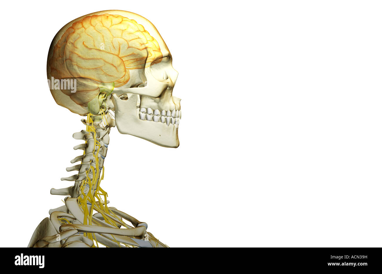 The nerve supply of the head and neck Stock Photo Alamy