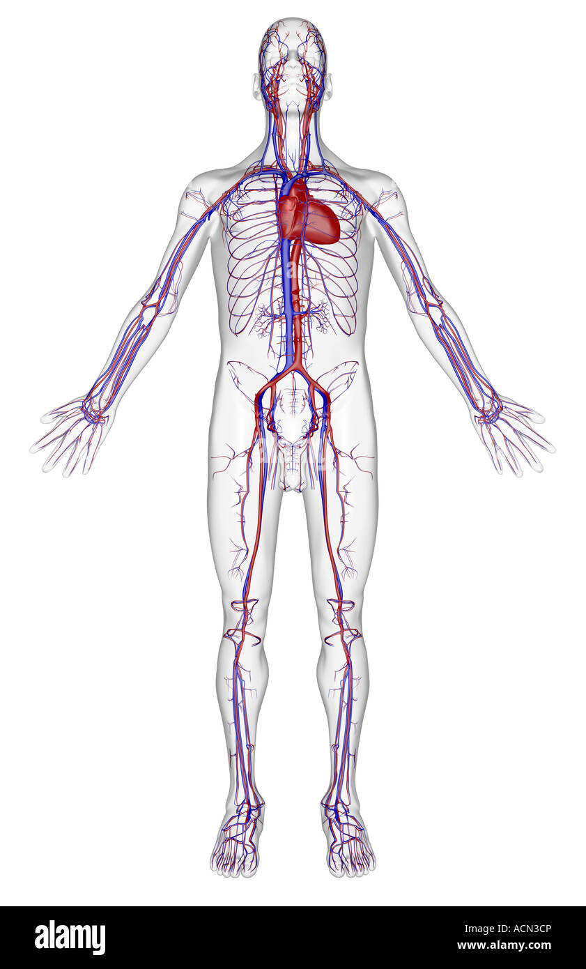 Vascular system hires stock photography and images Alamy