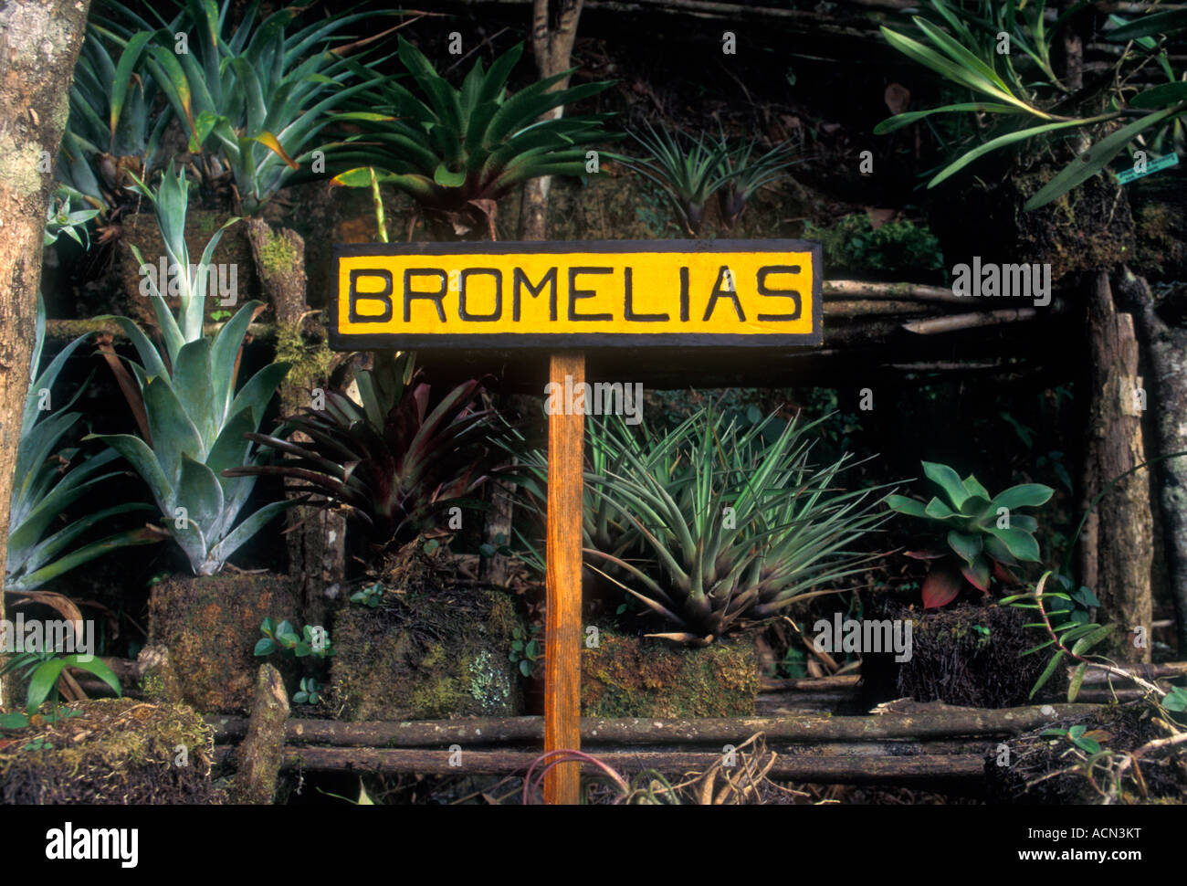 bromelia, bromelias, biotopo, Mario Dary Rivera Quetzal Reserve, Purulha, Baja Verapaz Department, Guatemala Stock Photo
