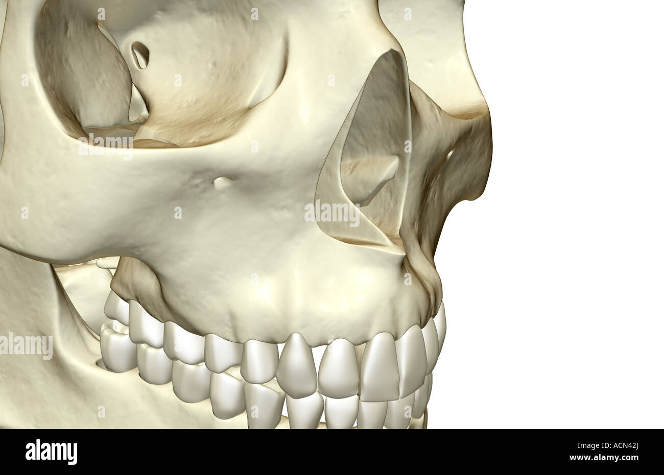 The bones of the face Stock Photo Alamy