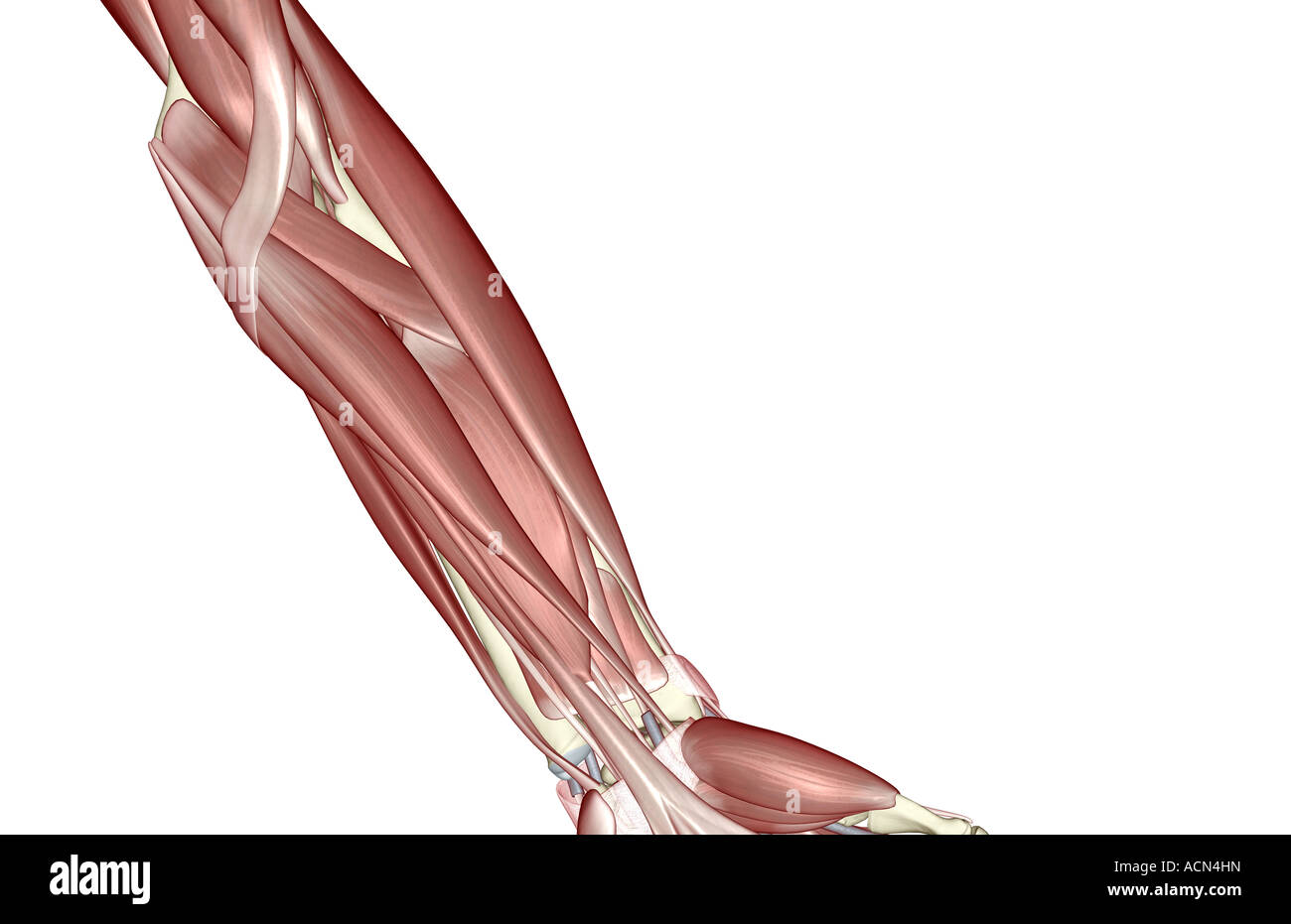 The muscles of the forearm Stock Photo