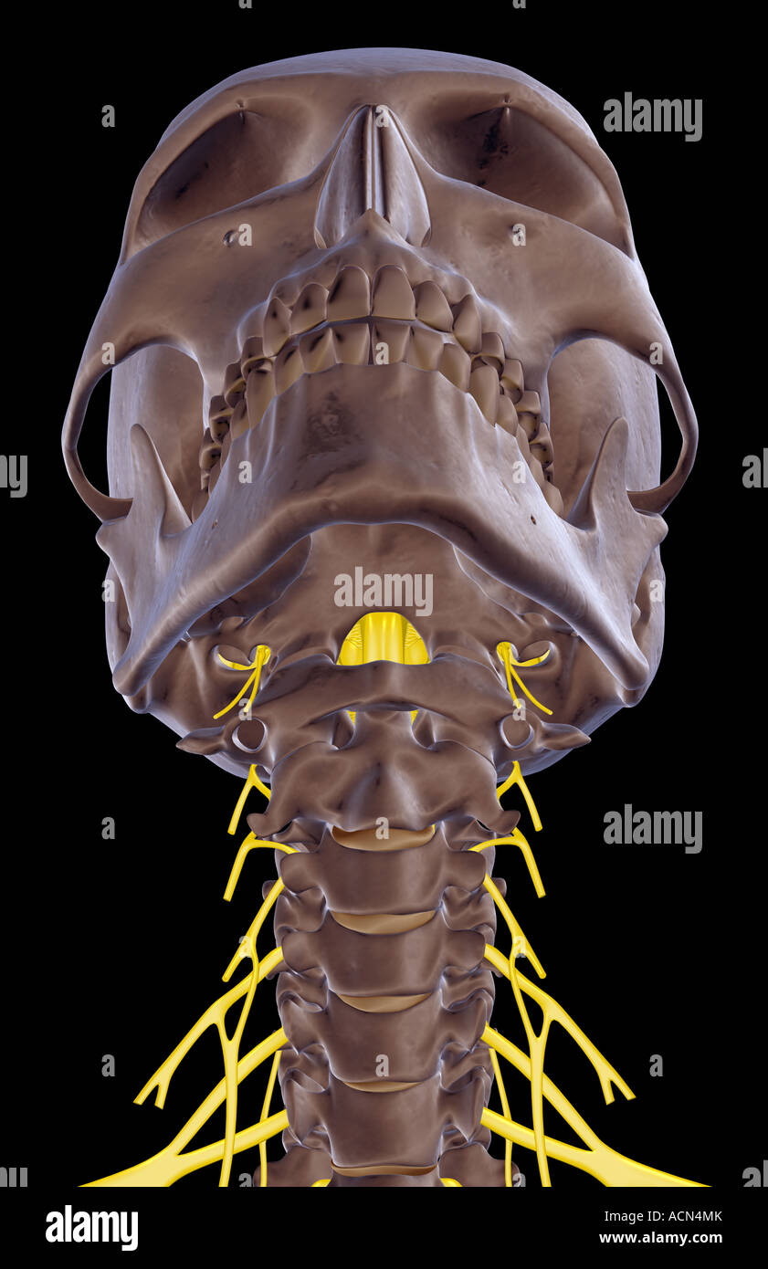 The nerves of the neck Stock Photo