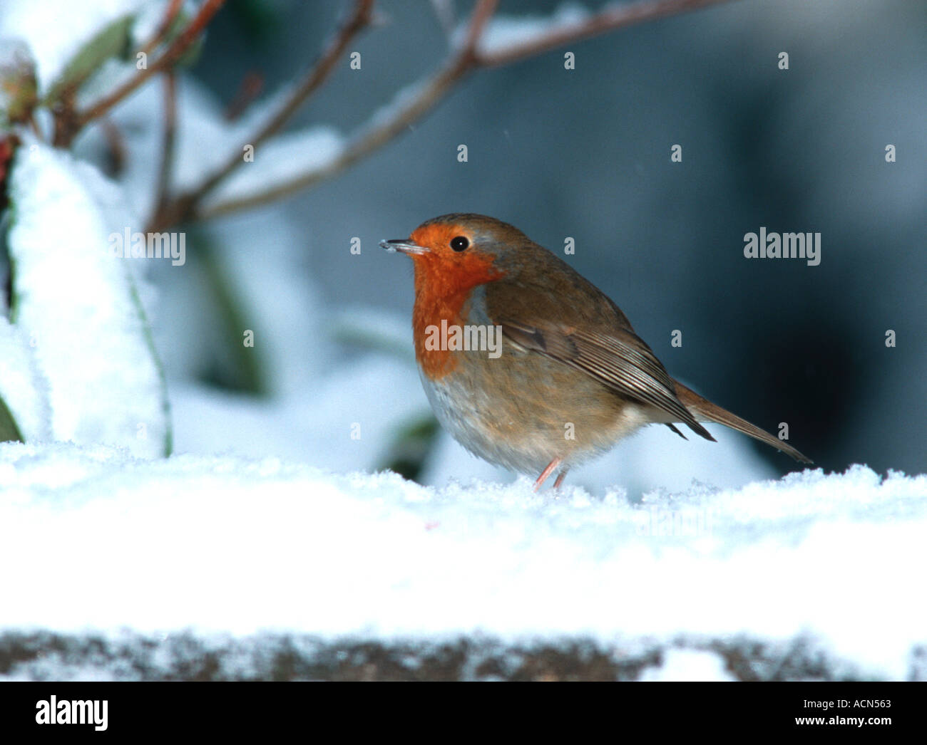 Robin (Erithacus rubecula) in the snow, Surrey, UK Stock Photo