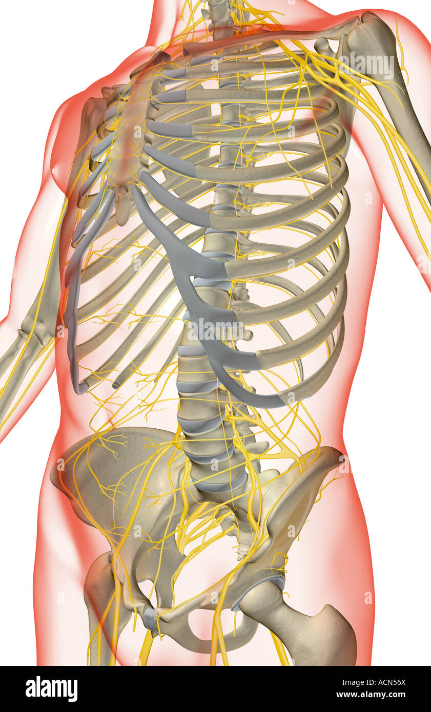 The nerves of the trunk Stock Photo Alamy