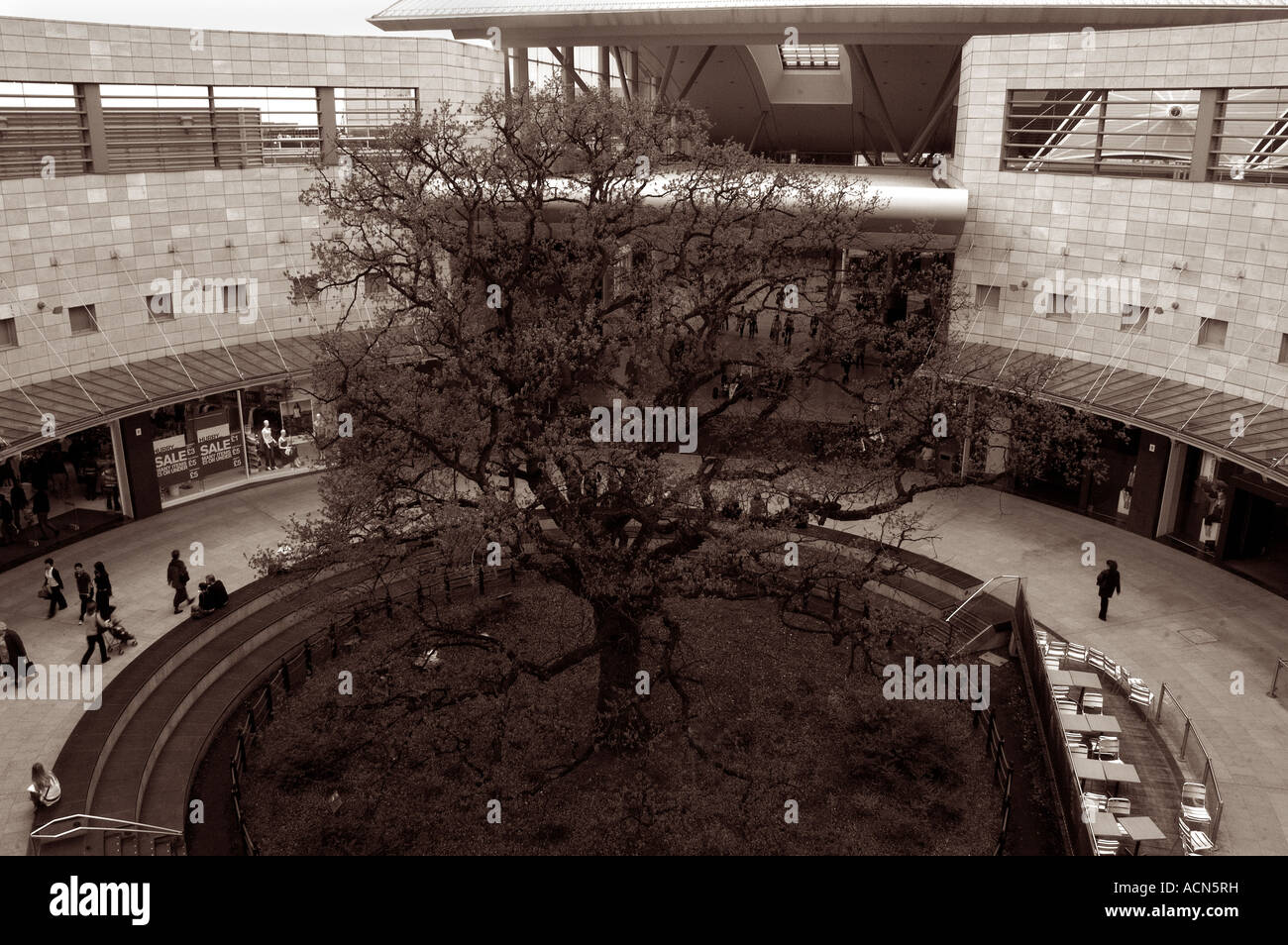 Urban Oak Tree Milton Keynes Shopping Centre Stock Photo Alamy