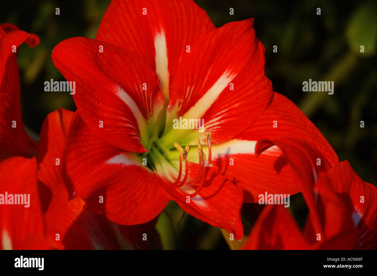 Brilliant red Amarylis Hippeastrum dsc 5639 Stock Photo