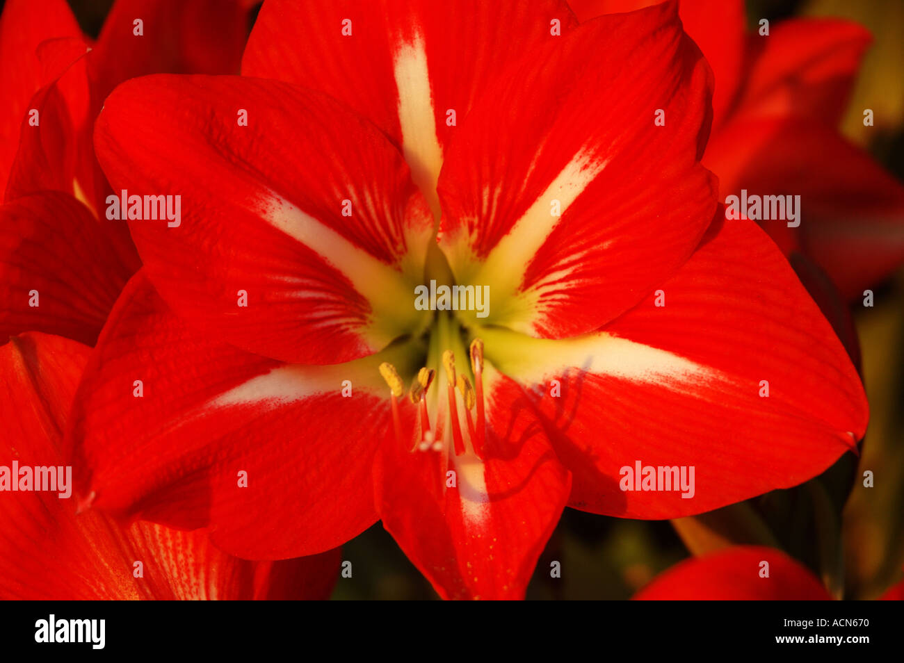 Brilliant red Amarylis Hippeastrum dsc 5650 Stock Photo