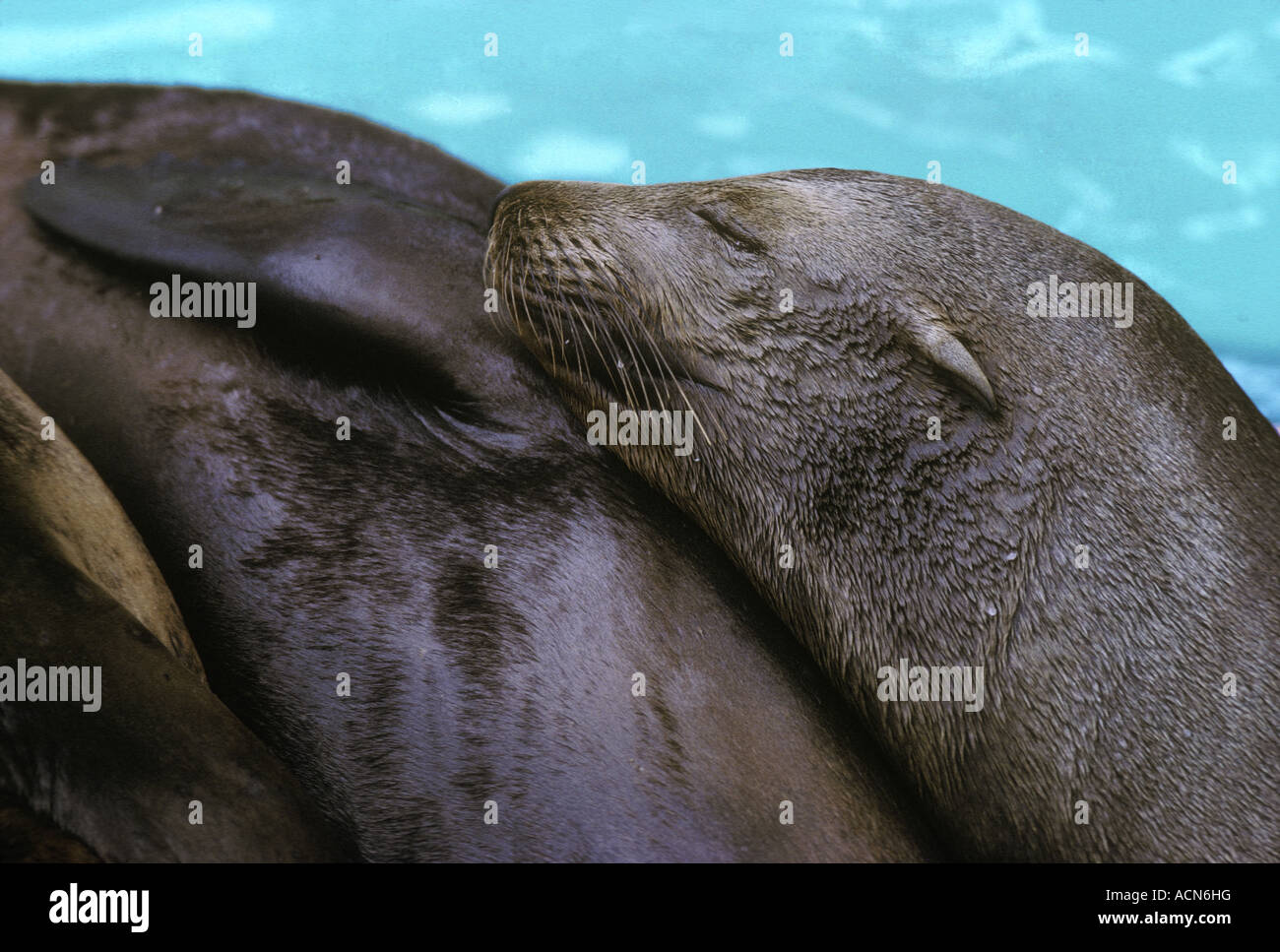 La Jolla beach sleeping seal sea lions Stock Photo Alamy