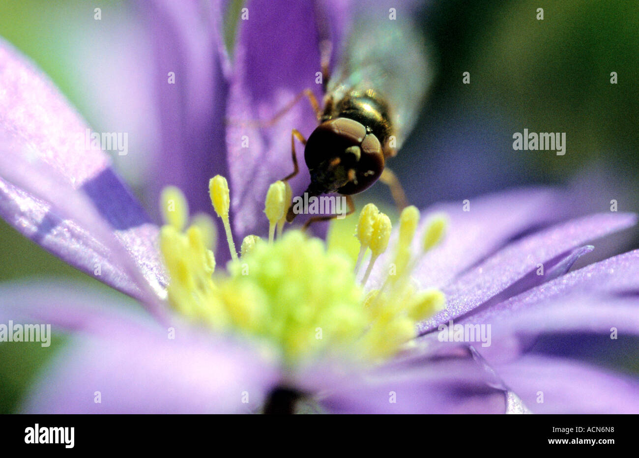 Snipe fly Rhagio scolopacea Stock Photo