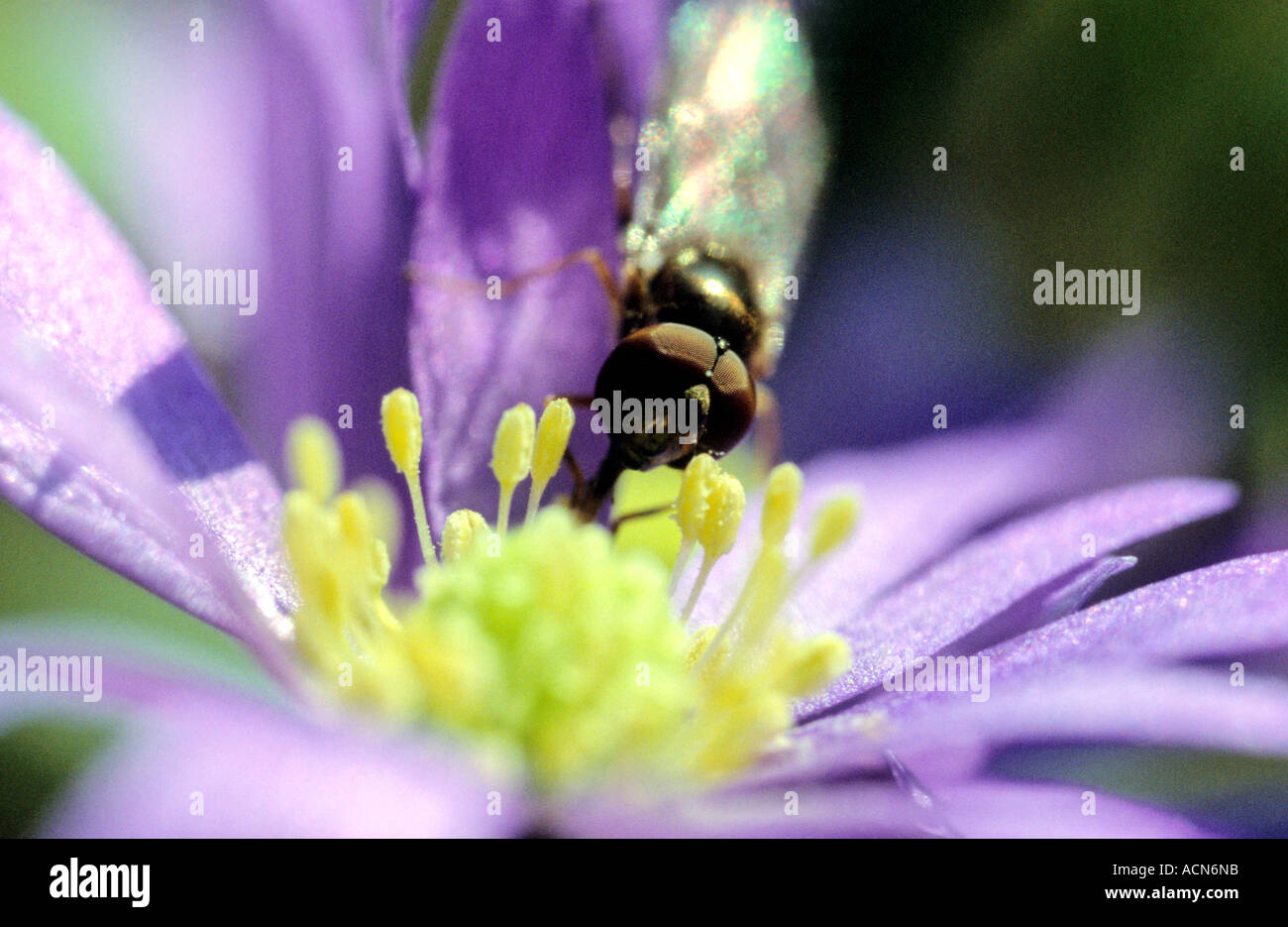 Snipe fly Rhagio scolopacea Stock Photo