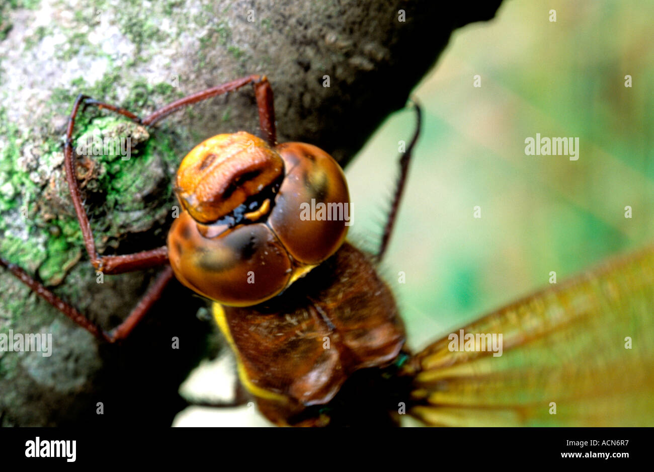 Brown Hawker Aeshna grandis Stock Photo