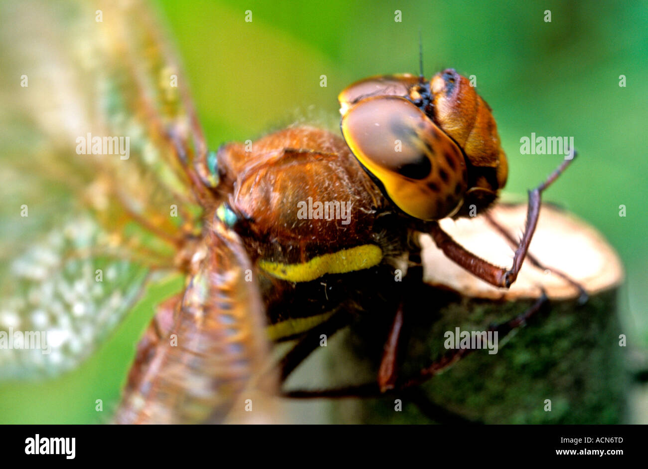 Brown Hawker Aeshna grandis Stock Photo