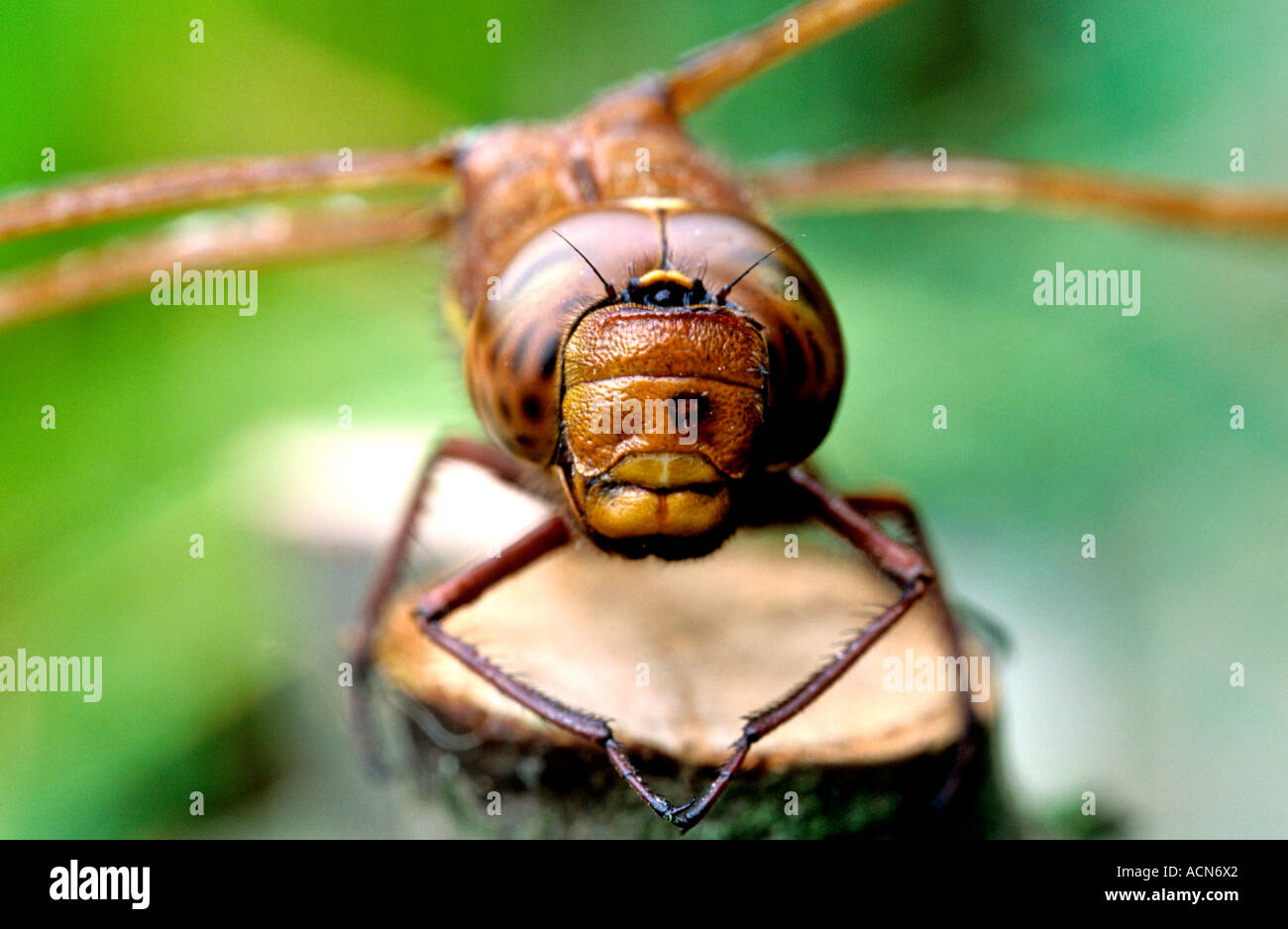 Brown Hawker Aeshna grandis Stock Photo